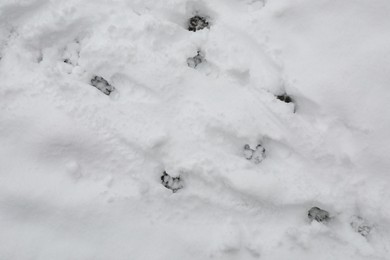 Animal trails on snow outdoors, top view