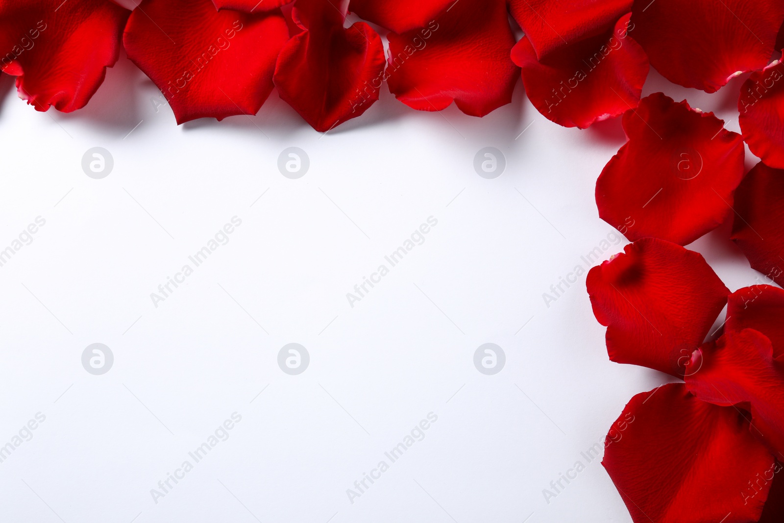 Photo of Beautiful red rose petals on white background, top view