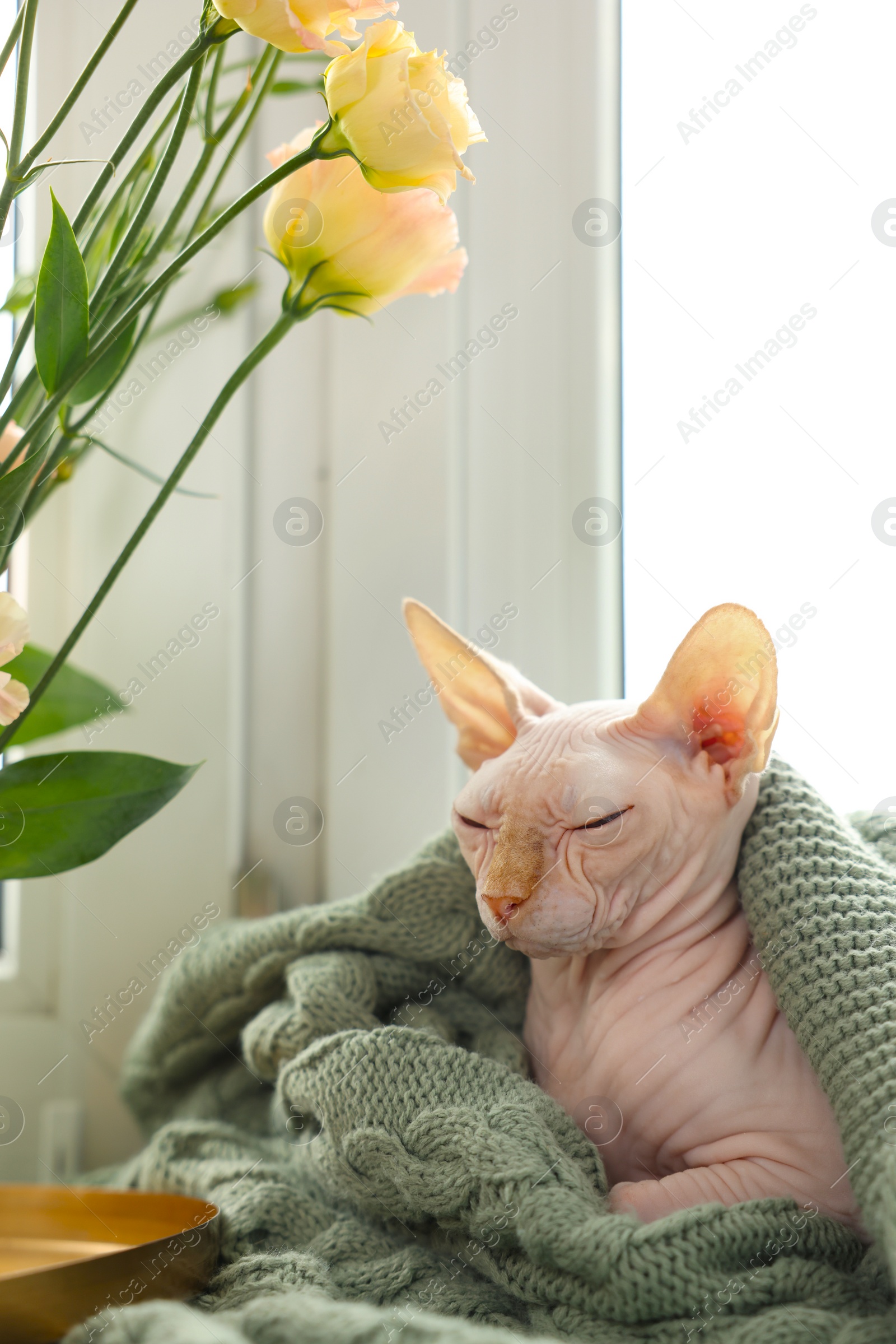 Photo of Beautiful Sphynx cat wrapped in soft blanket near window at home. Lovely pet