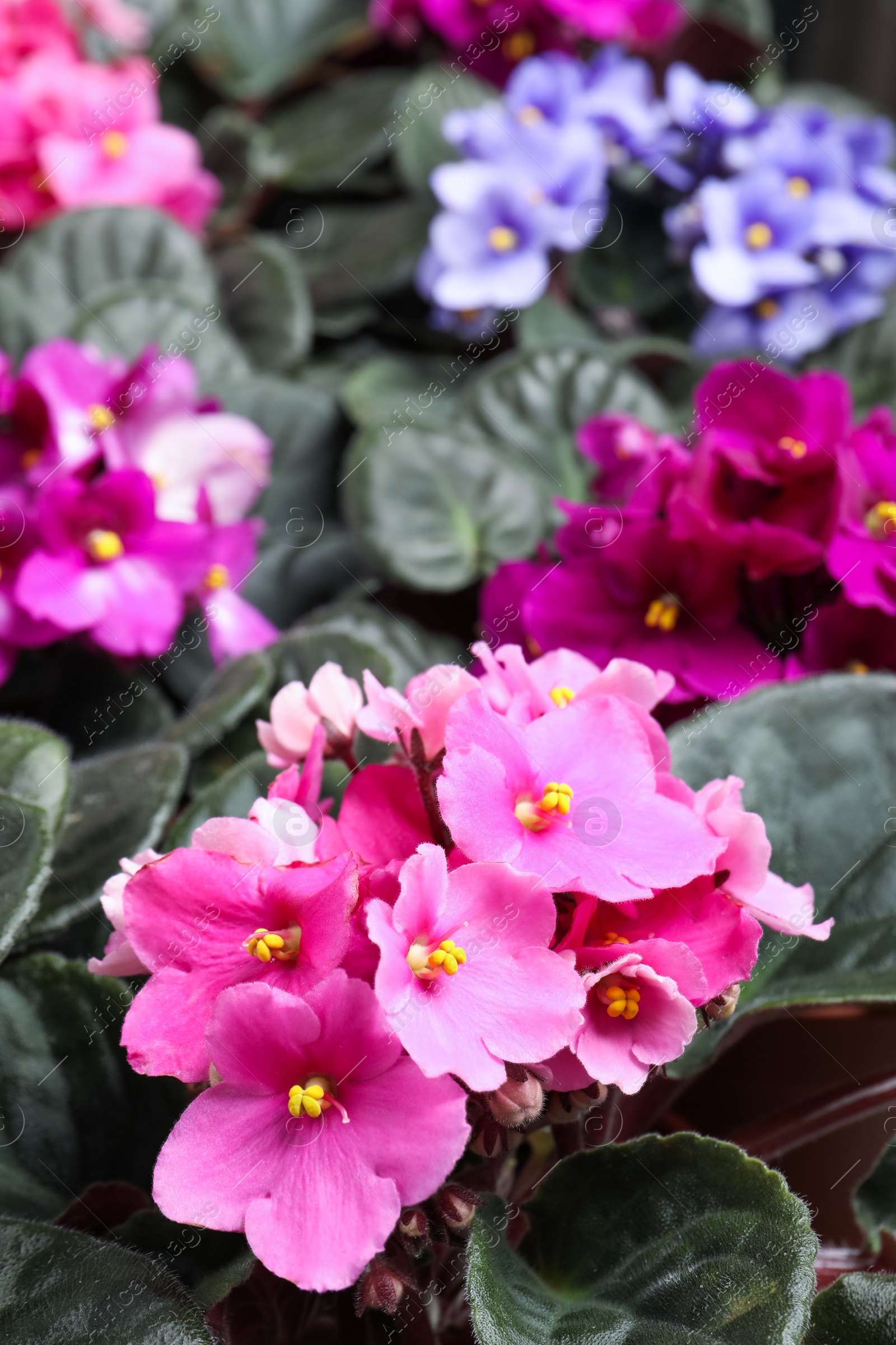 Photo of Beautiful blooming violets as background. Plants for house decor