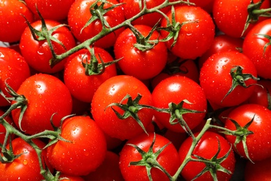 Delicious ripe cherry tomatoes with water drops as background, above view