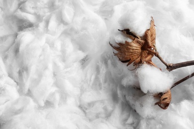 Photo of Branch with fluffy flowers and space for text on cotton, view from above