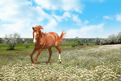 Image of Beautiful horse running in chamomile field on sunny day