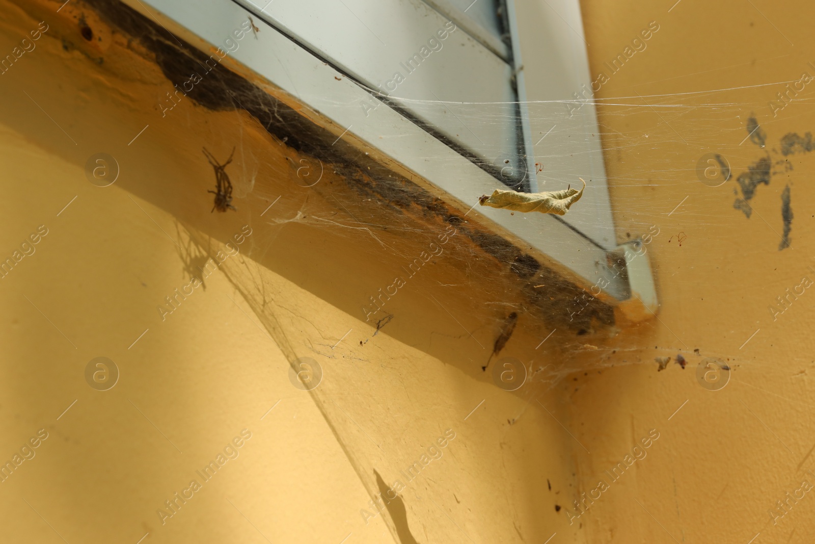 Photo of View of cobweb and spider on building outdoors