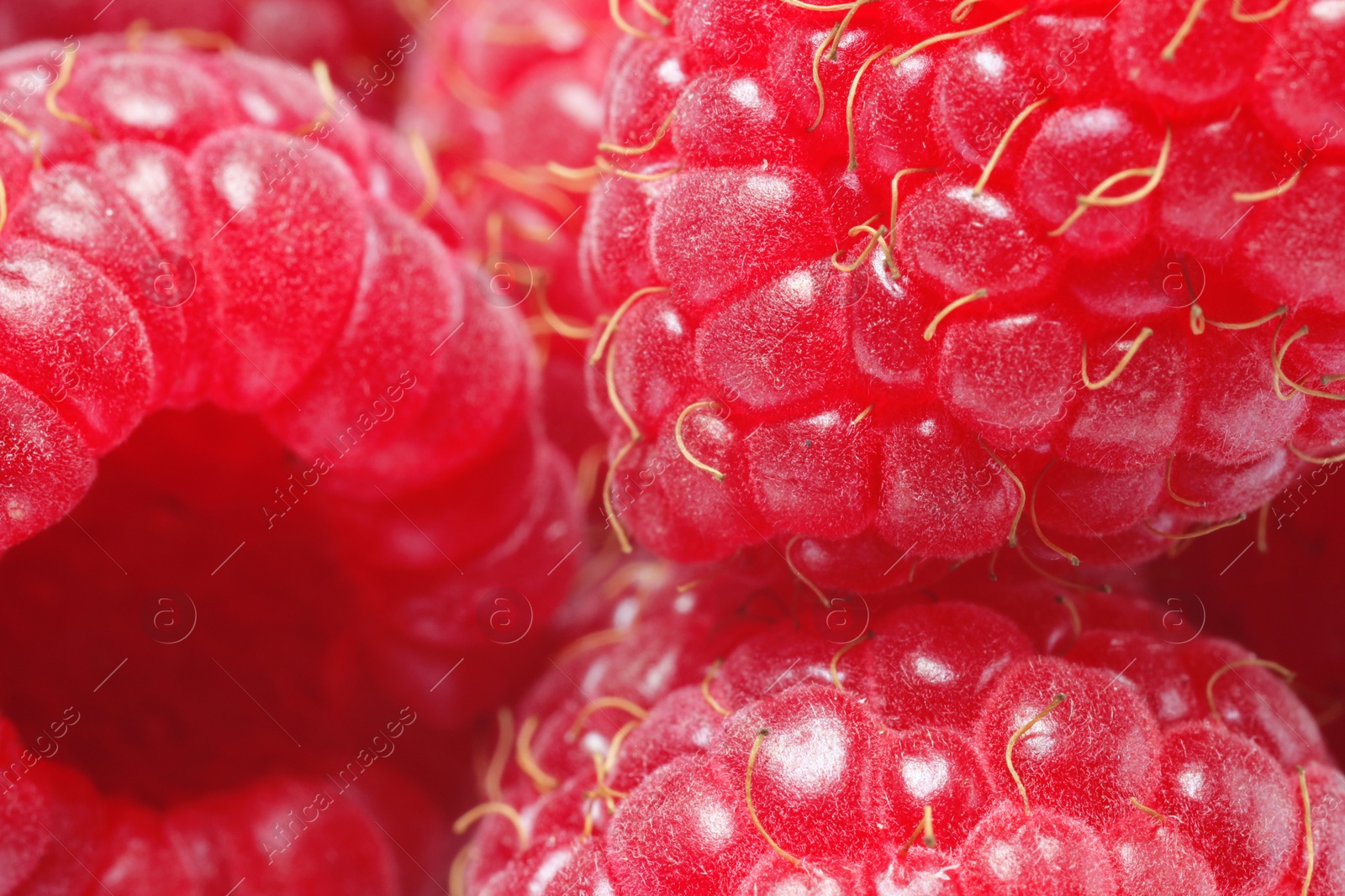 Photo of Tasty fresh ripe raspberries as background, macro view. Fresh berries