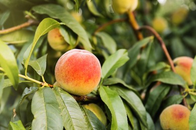 Ripe peach on tree branch in garden, closeup