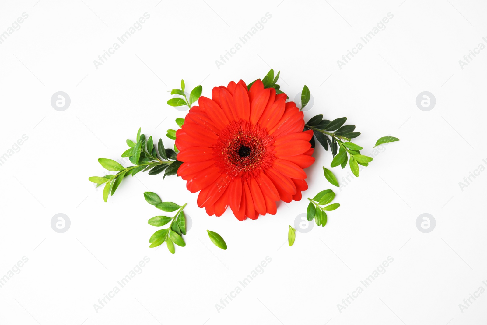 Photo of Flat lay composition with beautiful bright gerbera flower on white background