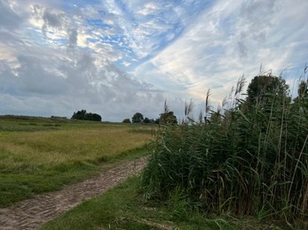 Photo of Picturesque view of reeds and cloudy sky