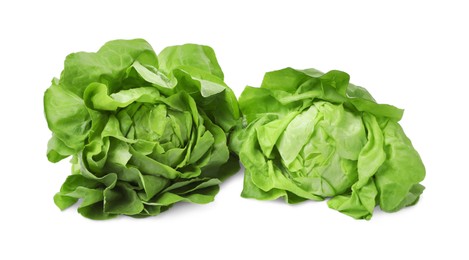 Photo of Fresh green butter lettuce heads isolated on white