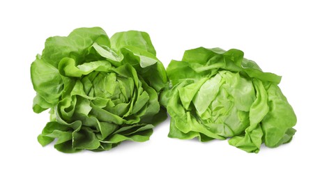 Fresh green butter lettuce heads isolated on white