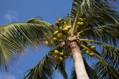 Beautiful coconuts growing on palm outdoors, low angle view