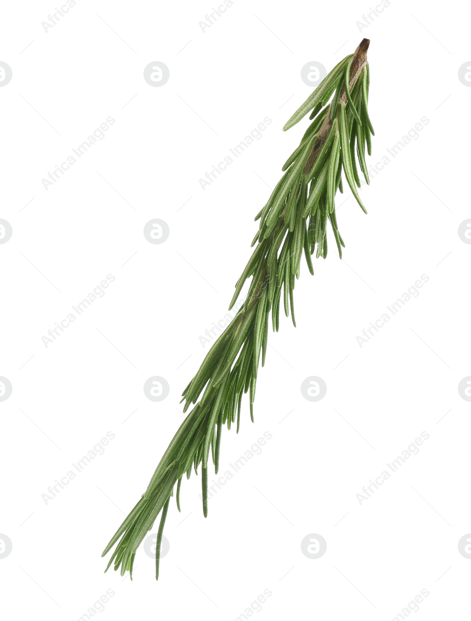 Photo of Fresh green rosemary isolated on white. Aromatic herb