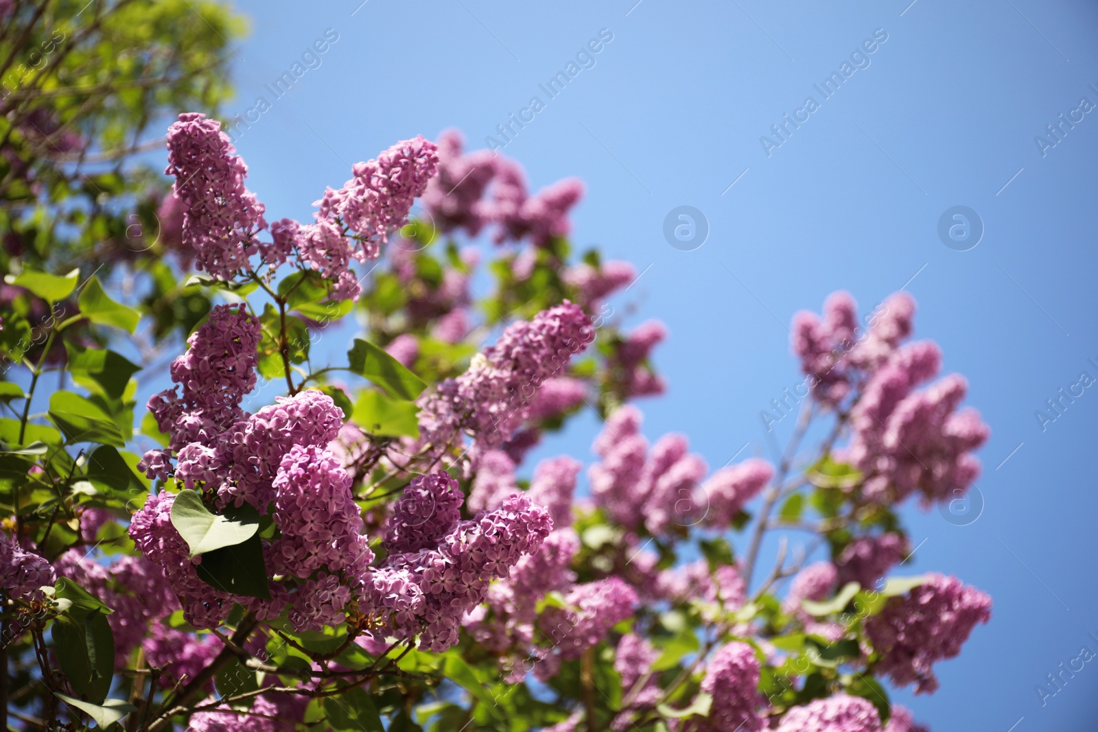 Photo of Closeup view of beautiful blossoming lilac shrub outdoors