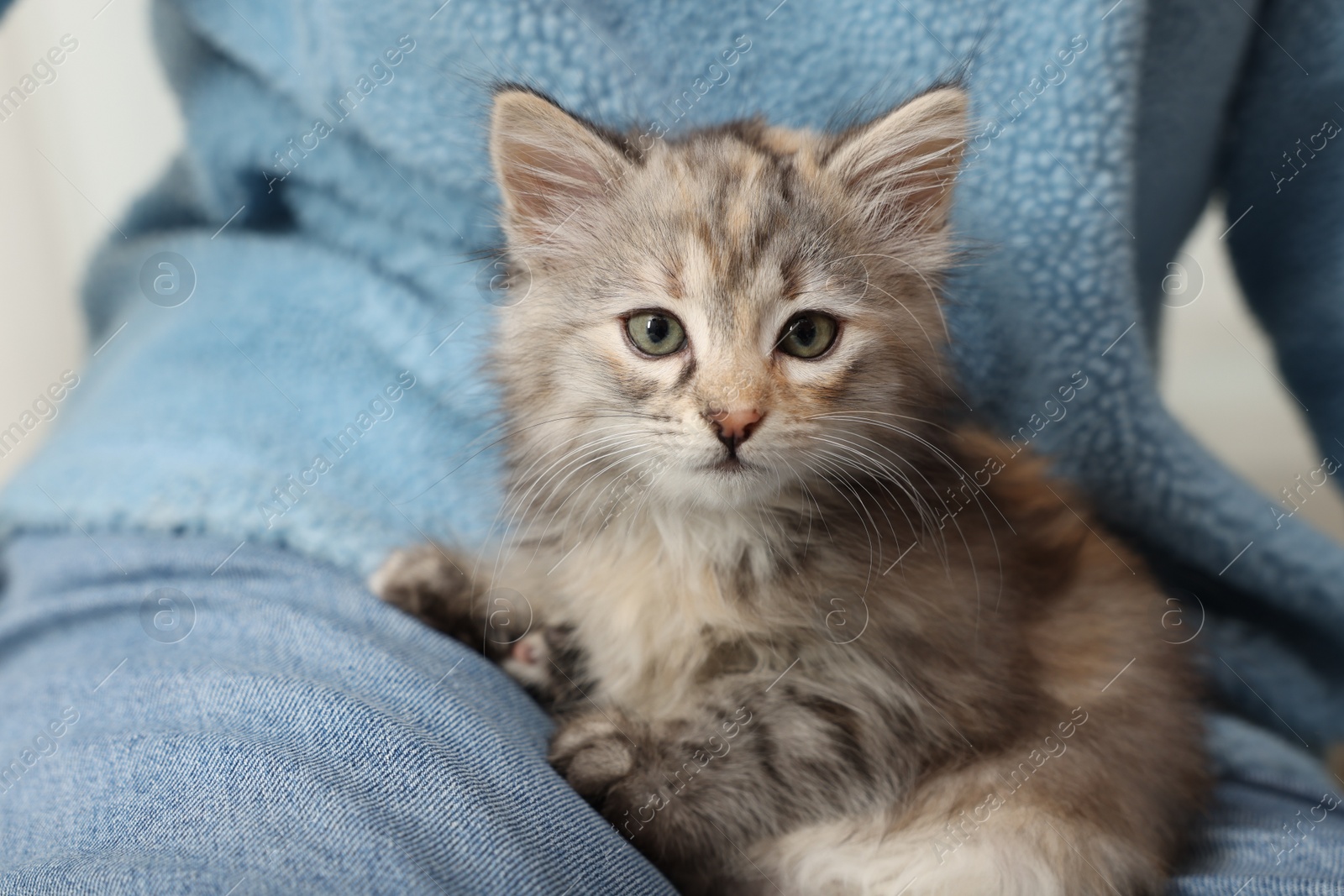 Photo of Cute fluffy kitten on owner's lap, closeup