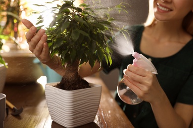 Photo of Young woman spraying ficus plant at home, closeup. Engaging hobby