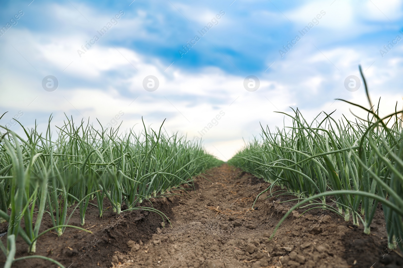 Photo of Rows of green onion in agricultural field