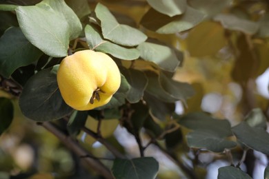 Closeup view of quince tree with ripening fruit outdoors