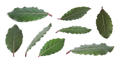 Image of Collage with fresh bay leaves on white background