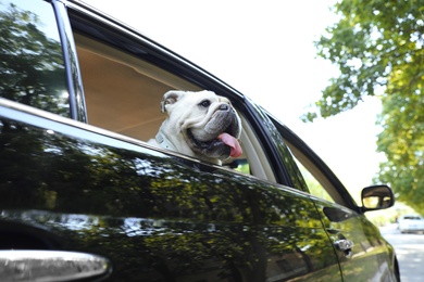 English bulldog looking out of car window