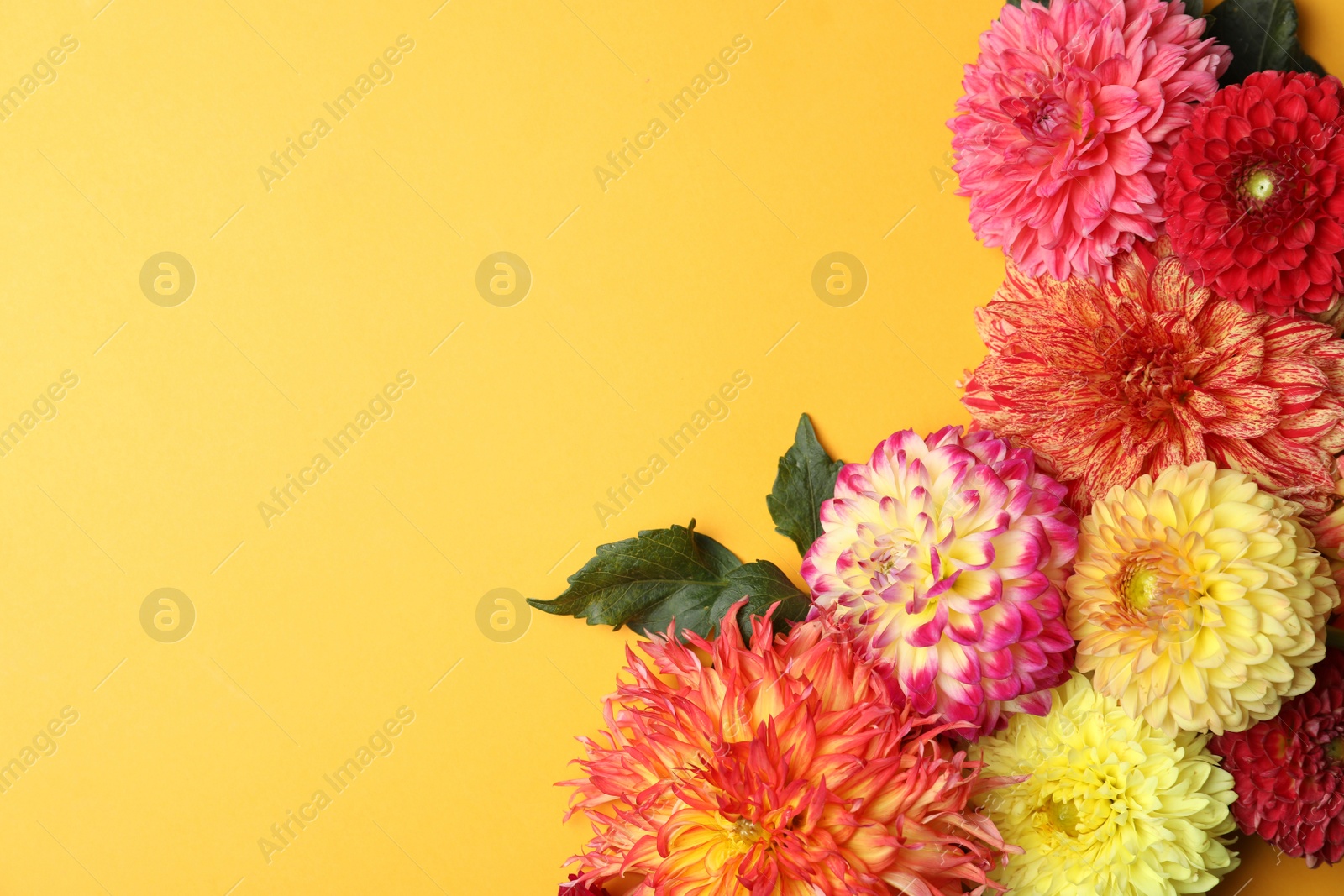 Photo of Beautiful dahlia flowers on yellow background, flat lay. Space for text