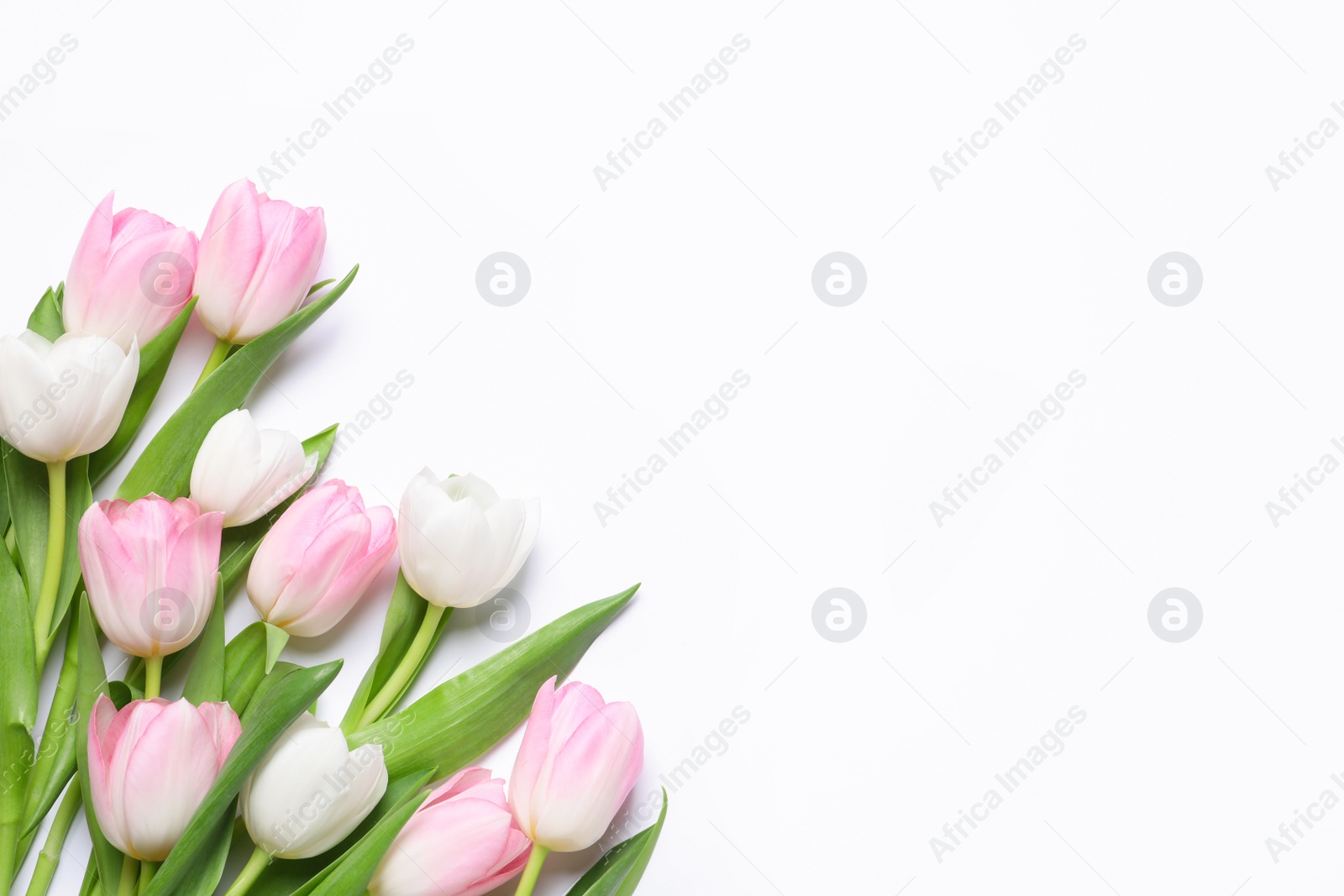 Photo of Beautiful pink spring tulips on white background, top view. Space for text