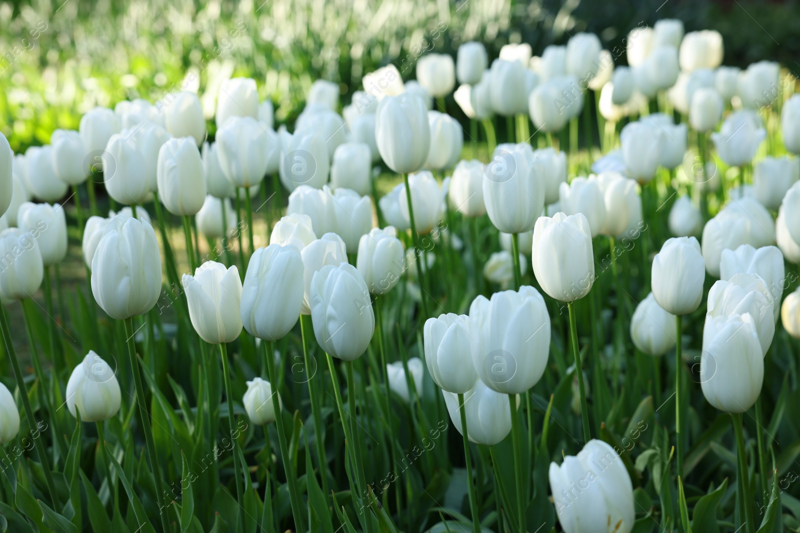 Photo of Many beautiful white tulip flowers growing outdoors, closeup. Spring season