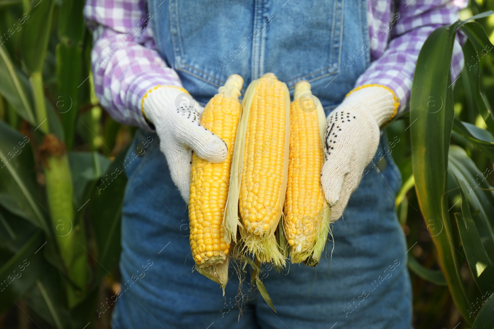 Photo of Woman holding fresh ripe corn on field, closeup