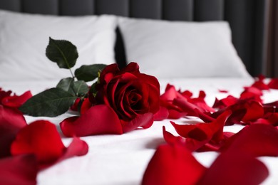 Photo of Honeymoon. Red rose and petals on bed, closeup