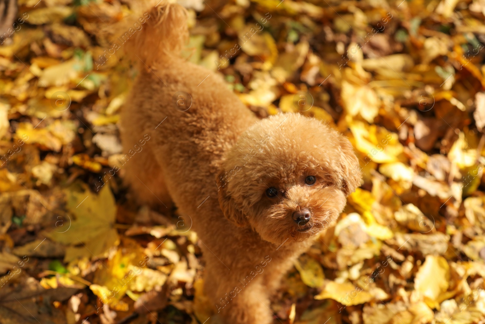 Photo of Cute Maltipoo dog in autumn park, above view