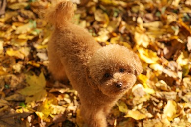 Photo of Cute Maltipoo dog in autumn park, above view