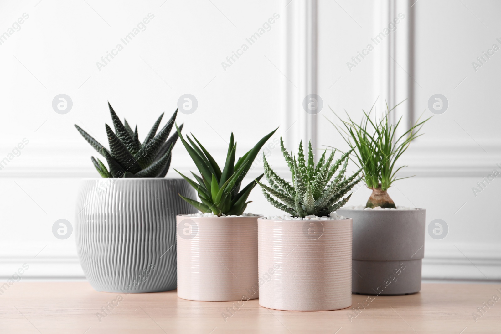 Photo of Beautiful Haworthia, Aloe and Nolina in pots on wooden table. Different house plants