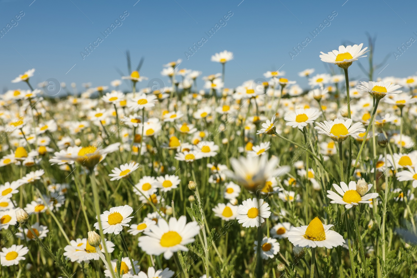 Photo of Closeup view of beautiful chamomile field on sunny day