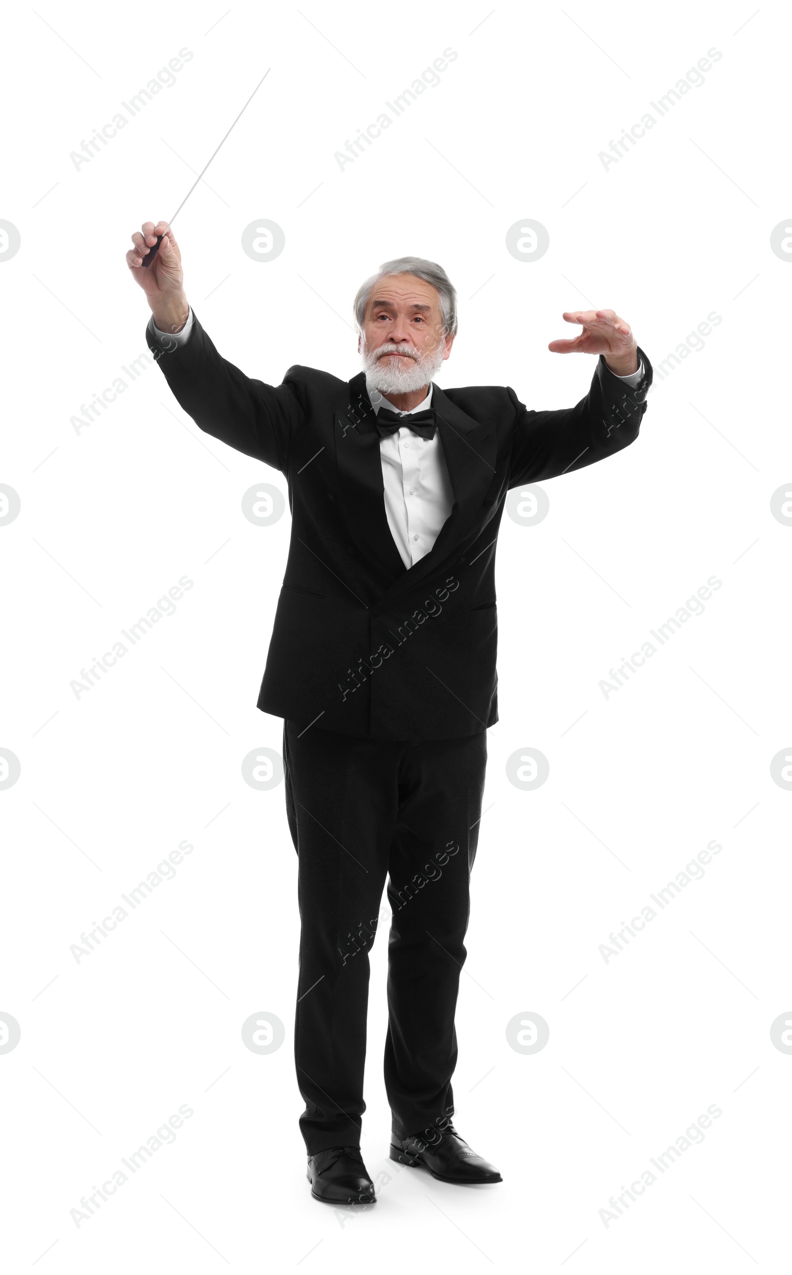 Photo of Professional conductor with baton on white background