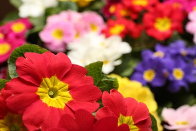 Photo of Beautiful primula (primrose) plant with red flowers on blurred  background, closeup, space for text. Spring blossom