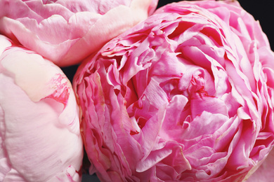 Photo of Beautiful fresh pink peonies on dark background, closeup. Floral decor