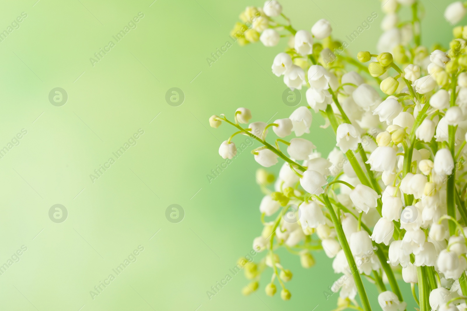 Photo of Beautiful lily of the valley flowers on green background, closeup. Space for text