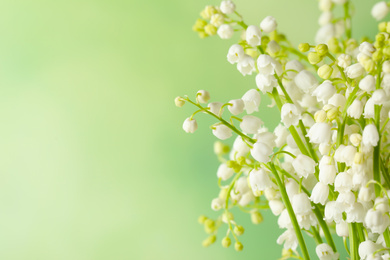 Photo of Beautiful lily of the valley flowers on green background, closeup. Space for text