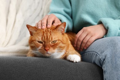 Photo of Woman petting cute cat on sofa at home, closeup