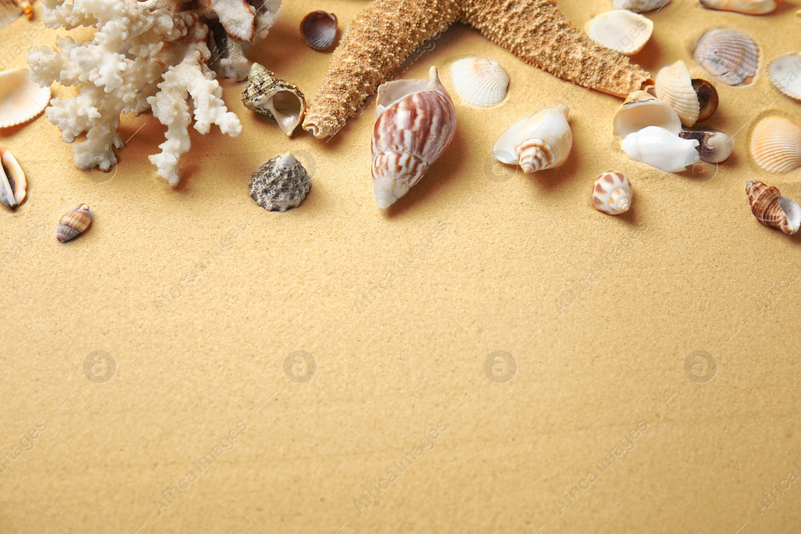 Photo of Different beautiful sea shells on sand. Space for text