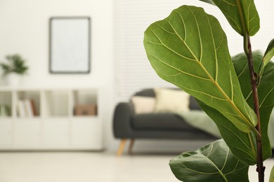 Fiddle Fig or Ficus Lyrata plant with green leaves indoors, closeup. Space for text