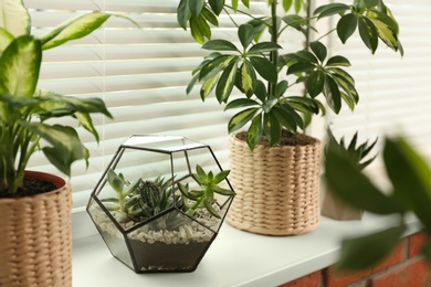 Photo of Different potted plants on sill near window blinds. Space for text