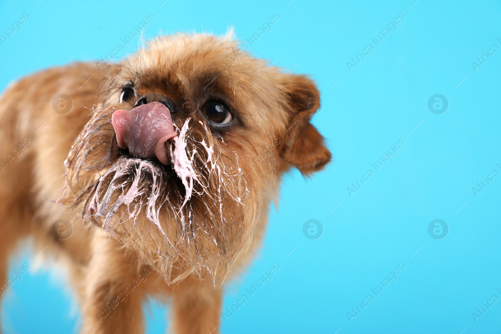 Photo of Studio portrait of funny Brussels Griffon dog with cream on muzzle against color background. Space for text