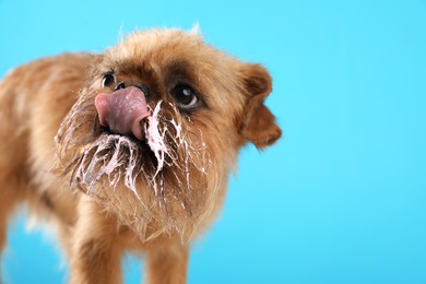 Photo of Studio portrait of funny Brussels Griffon dog with cream on muzzle against color background. Space for text