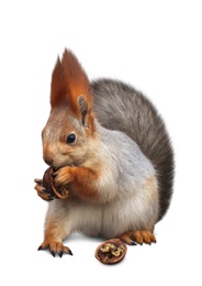 Cute squirrel with nut on white background