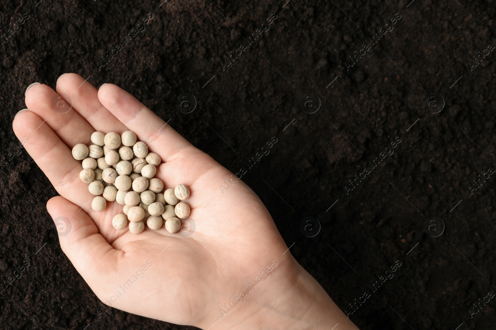 Photo of Woman holding pile of peas over soil, top view with space for text. Vegetable seeds planting