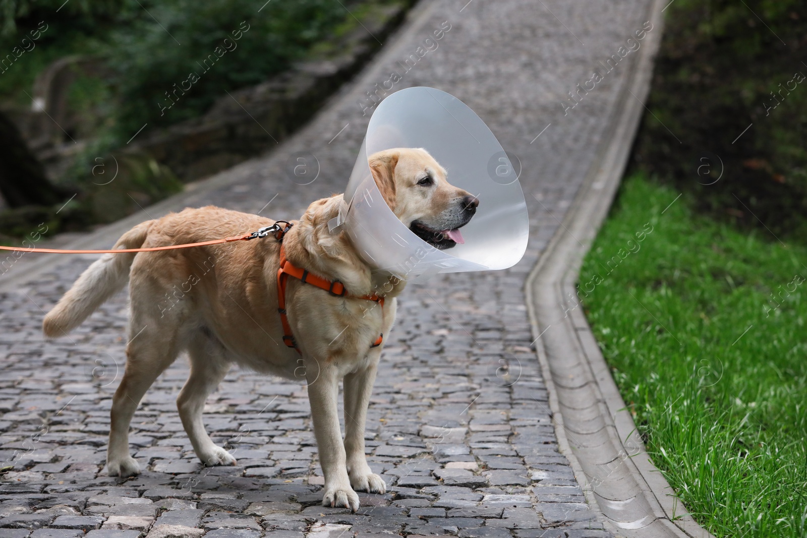 Photo of Adorable Labrador Retriever dog wearing Elizabethan collar outdoors