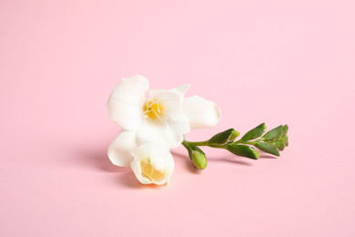 Beautiful freesia flowers on light pink background