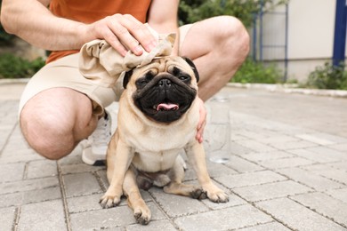Photo of Owner helping his pug dog on street in hot day, closeup. Heat stroke prevention