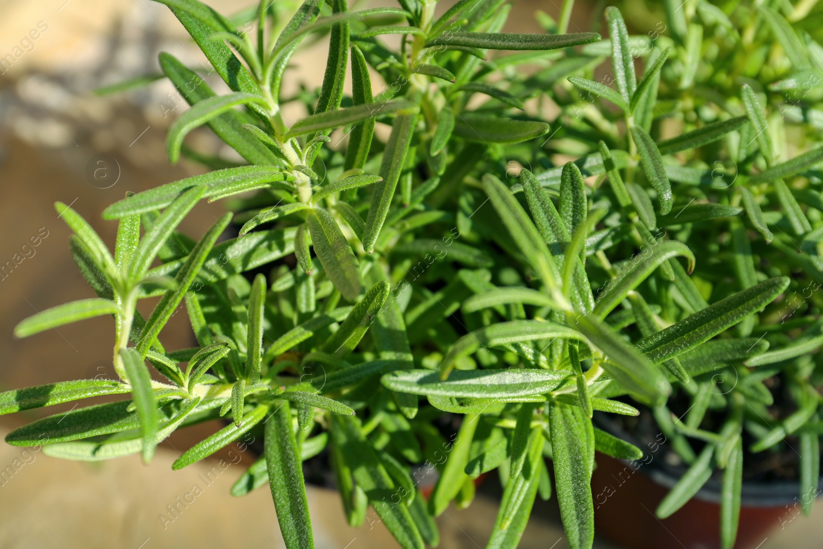 Photo of Fresh green rosemary outdoors on sunny day, closeup. Aromatic herbs