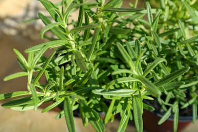 Photo of Fresh green rosemary outdoors on sunny day, closeup. Aromatic herbs